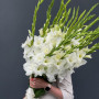 19 белых гладиолусов фото 4